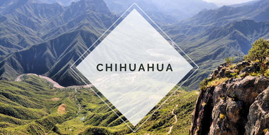 Chihuahua