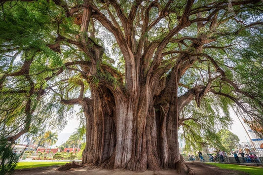 Conoce El Arbol del Tule