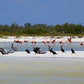 Bacalar